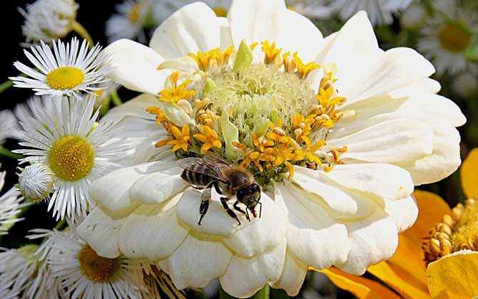 蜂毒療法是騙局嗎?不是騙局,但必須由醫(yī)生或?qū)I(yè)人士操作! 蜂毒