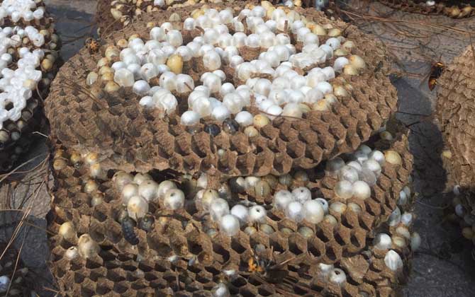 女人吃蜂蛹的功效與作用,不但能增強(qiáng)體質(zhì),而且還能美容養(yǎng)顏! 蜂蛹