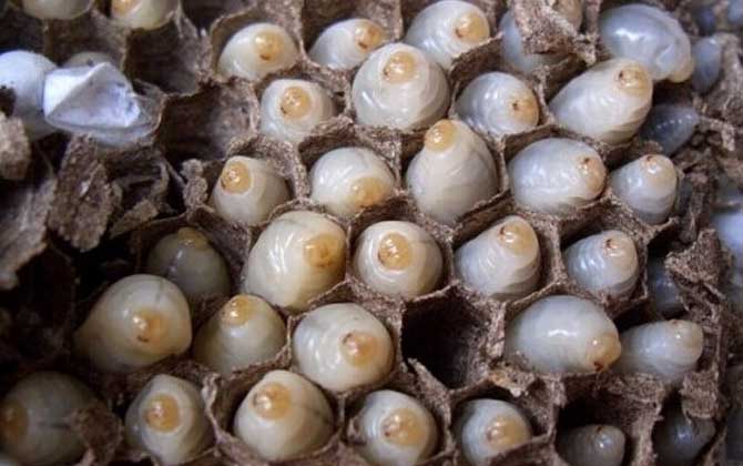 女人吃蜂蛹的功效與作用,不但能增強(qiáng)體質(zhì),而且還能美容養(yǎng)顏! 蜂蛹