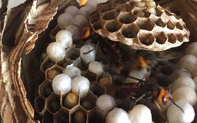 女人吃蜂蛹的功效與作用,不但能增強(qiáng)體質(zhì),而且還能美容養(yǎng)顏! 蜂蛹