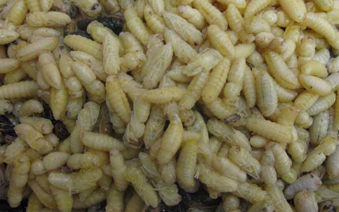 蜂蛹適合什么人群吃?這5類人群經常吃蜂蛹對健康大有好處! 蜂蛹