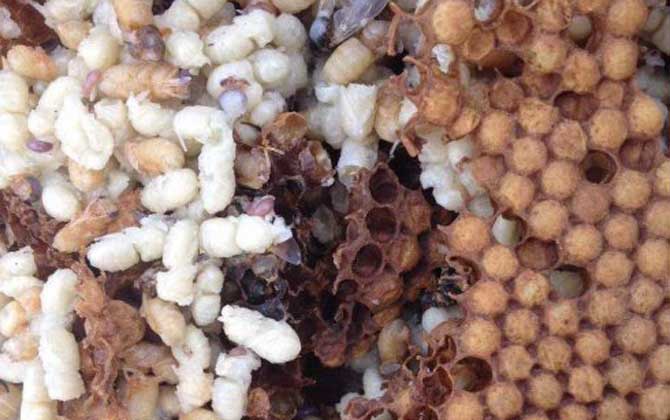 雄蜂蛹哪里有賣的?比較少見,少數(shù)大型養(yǎng)蜂場會培育雄蜂蛹! 雄蜂蛹