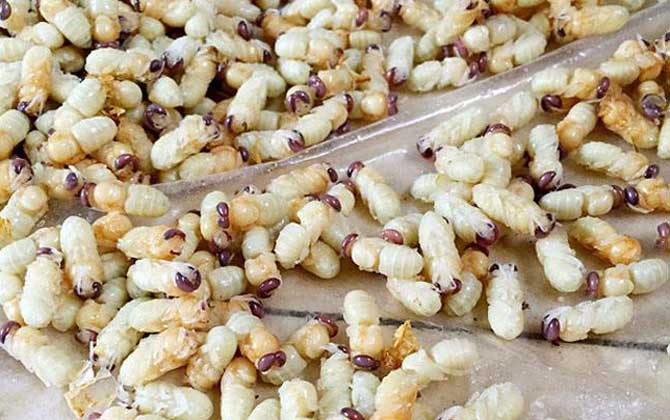 雄蜂蛹哪里有賣的?比較少見,少數(shù)大型養(yǎng)蜂場會培育雄蜂蛹! 雄蜂蛹