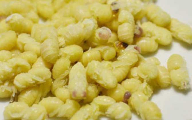 蜂蛹一次吃幾個最好?沒有具體的個數,但絕對不能過量食用! 蜂蛹