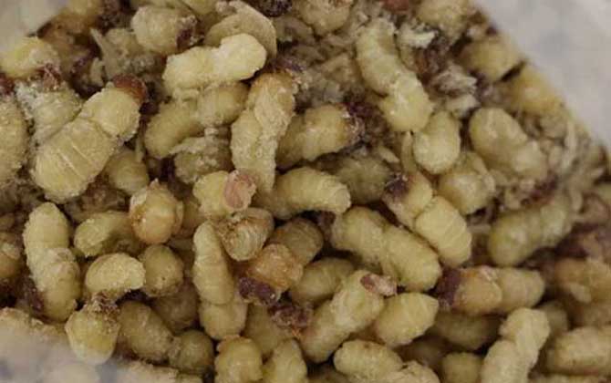 蜂蛹一次吃幾個最好?沒有具體的個數,但絕對不能過量食用! 蜂蛹