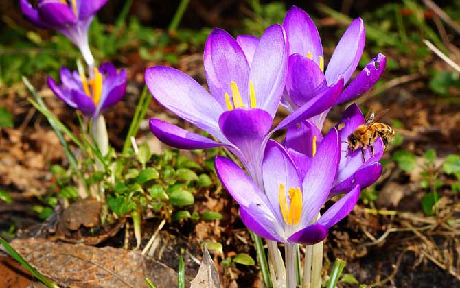 蜂毒進入血液有什么癥狀?輕者疼痛、紅腫、瘙癢,重者致人死亡! 蜂毒