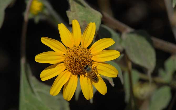 蜂毒進入血液有什么癥狀?輕者疼痛、紅腫、瘙癢,重者致人死亡! 蜂毒