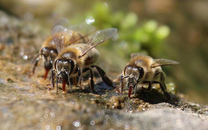 最簡單找山蜜蜂方法,學會這幾招,野生蜜蜂窩一找一個準! 采水蜂