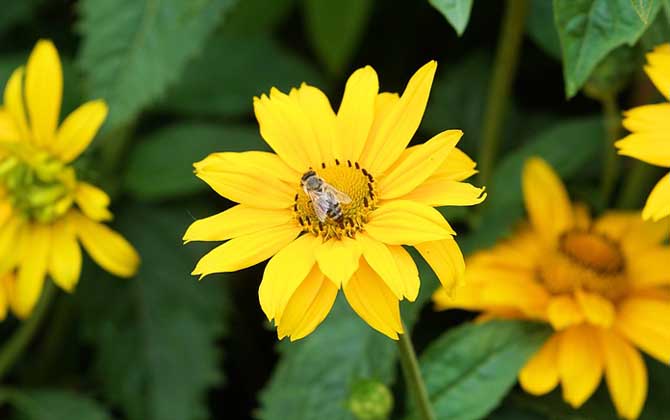 蜜蜂的生長和發(fā)育過程 蜜蜂