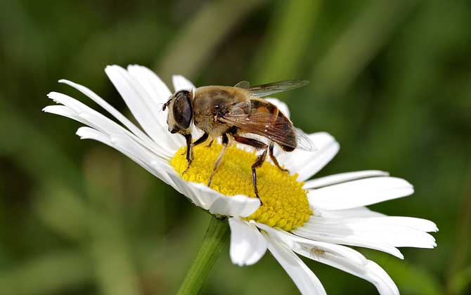 蜜蜂的生長和發(fā)育過程 蜜蜂