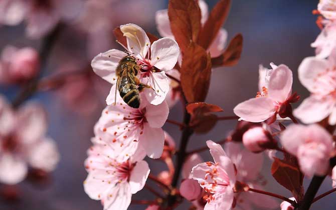 蜜蜂的生活習(xí)性 蜜蜂