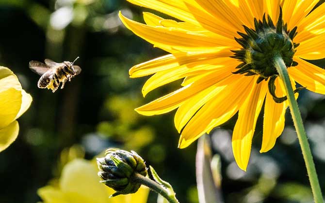 蜜蜂吃什么食物? 蜜蜂