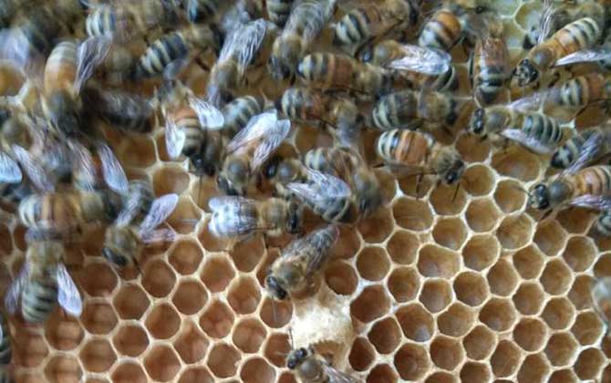 養中蜂還是養意蜂好? 意蜂