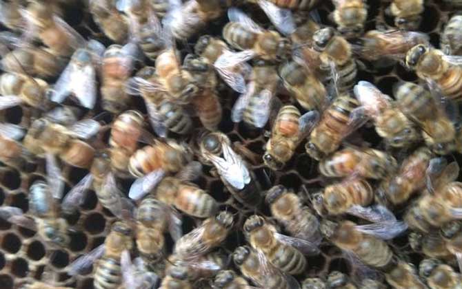 養中蜂還是養意蜂好? 意蜂