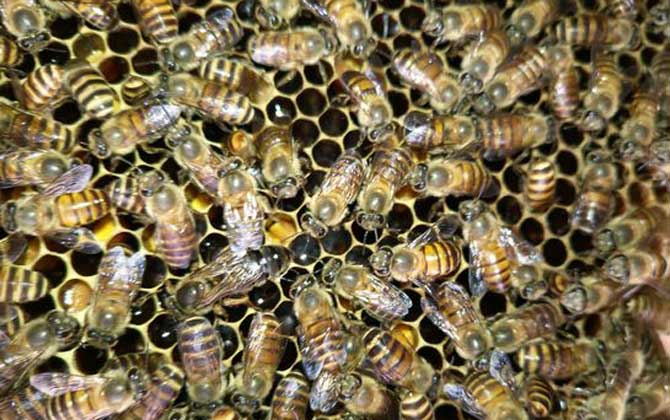 養蜂場地怎么選擇? 養蜂