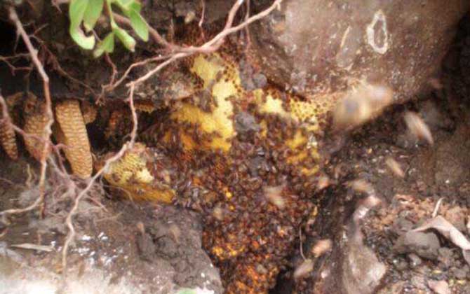 野生蜜蜂在哪里筑巢? 野生蜜蜂