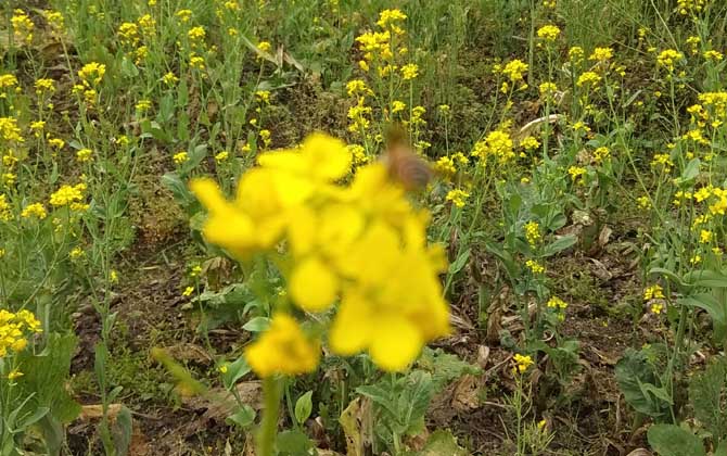 蜜蜂是怎樣采蜜的? 蜜蜂采蜜