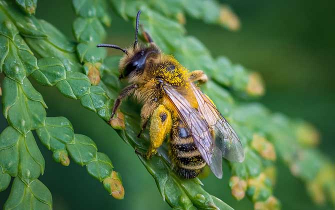 工蜂有哪些特點和作用? 工蜂