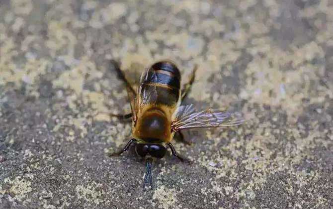 雄蜂有哪些特點和作用? 雄蜂