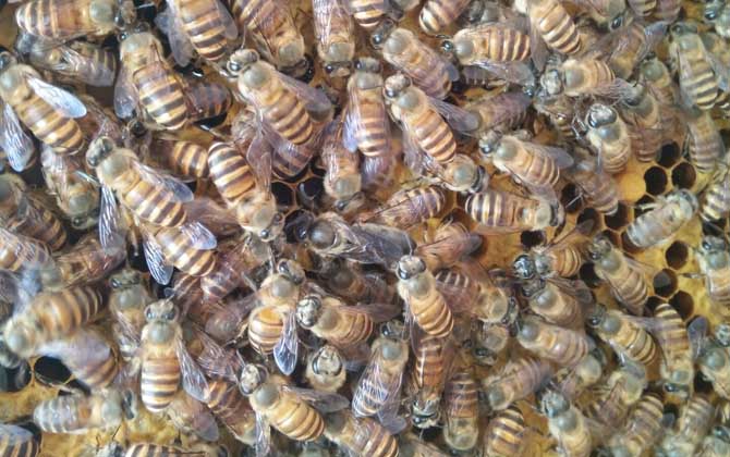 蜜蜂自然分蜂會往哪飛? 自然分蜂