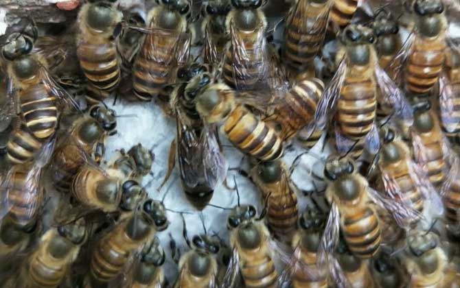 蜜蜂分蜂后怎么收回來? 分蜂