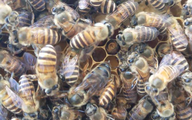 自然分蜂有什么征兆? 自然分蜂