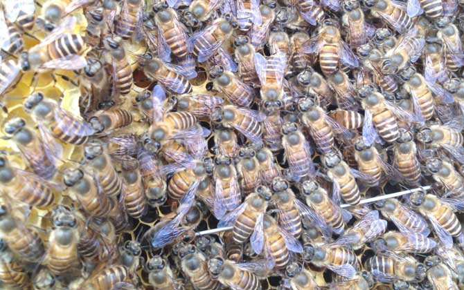 自然分蜂有什么征兆? 自然分蜂