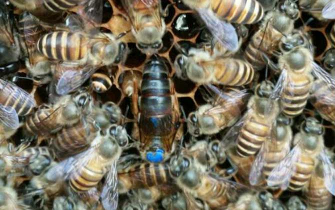 新收蜂群沒有蜂王怎么辦? 蜂王