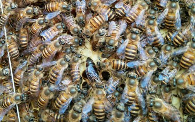 新收蜂群沒有蜂王怎么辦? 蜂王