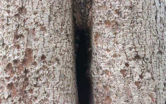 如何收捕樹洞中的野生蜜蜂? 野生蜜蜂