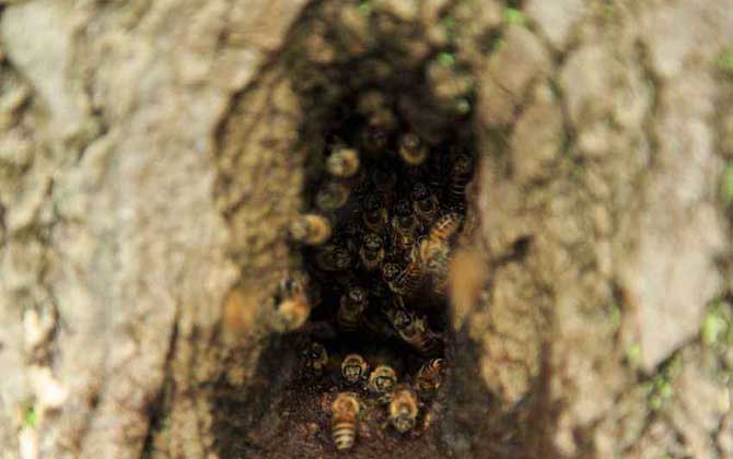 如何收捕樹洞中的野生蜜蜂? 野生蜜蜂