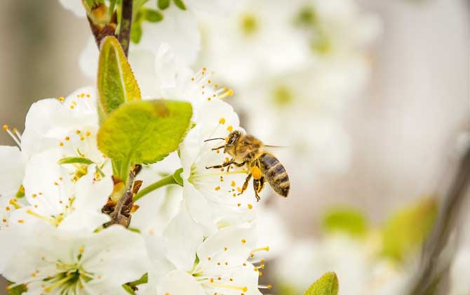 如何尋找野生蜜蜂窩? 野生蜜蜂