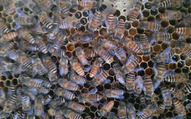 怎樣人工培育蜂王? 人工育王