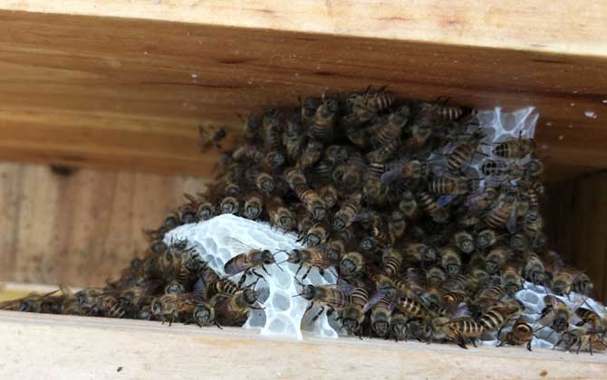 人工王臺怎么做最簡單? 人工王臺