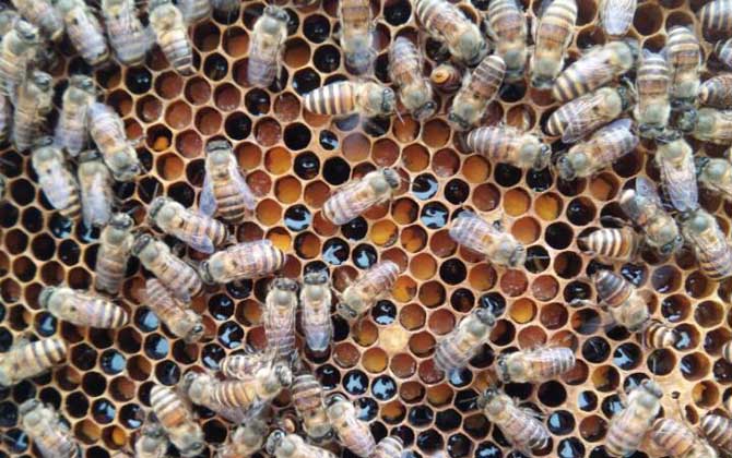 怎么鑒別蜂王的好壞? 蜂王