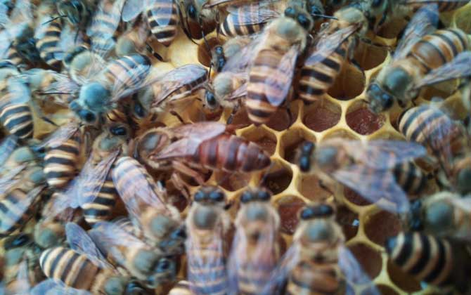 養(yǎng)蜂什么時(shí)候換王最好? 換王