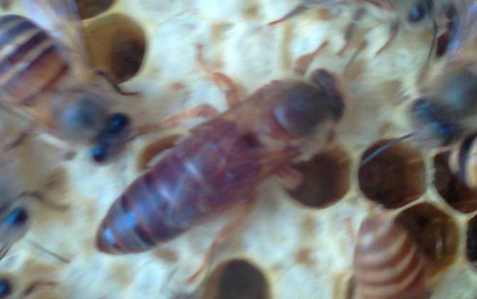 養(yǎng)蜂什么時(shí)候換王最好? 換王