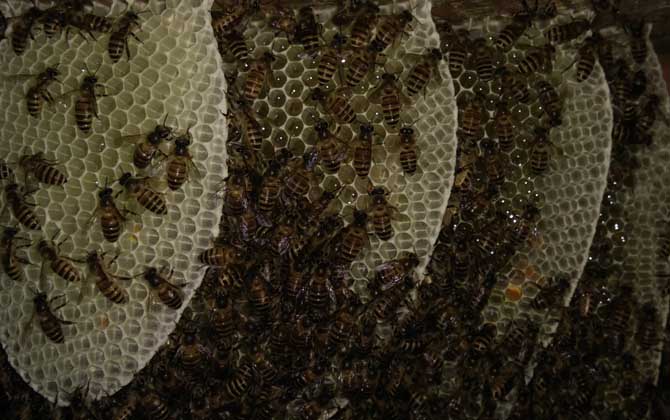 養(yǎng)蜂什么時(shí)候換王最好? 換王