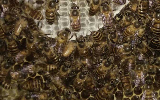 養(yǎng)蜂如何解除分蜂熱? 解除分蜂熱