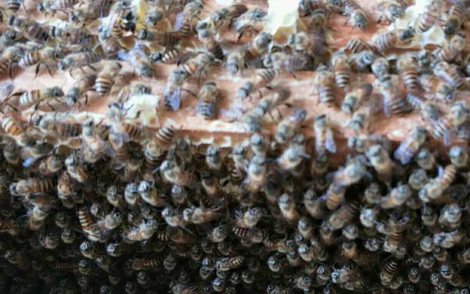 養(yǎng)蜂如何解除分蜂熱? 解除分蜂熱