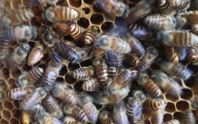 蜂群怎么合并不打架? 蜂群合并