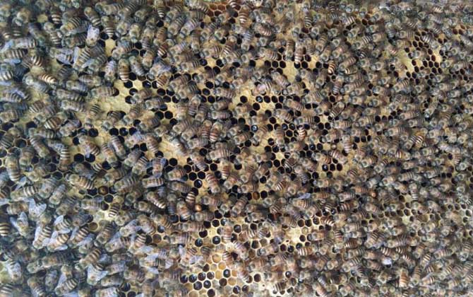 近距離分蜂的最佳方法 近距離分蜂