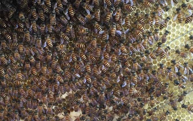 近距離分蜂的最佳方法 近距離分蜂