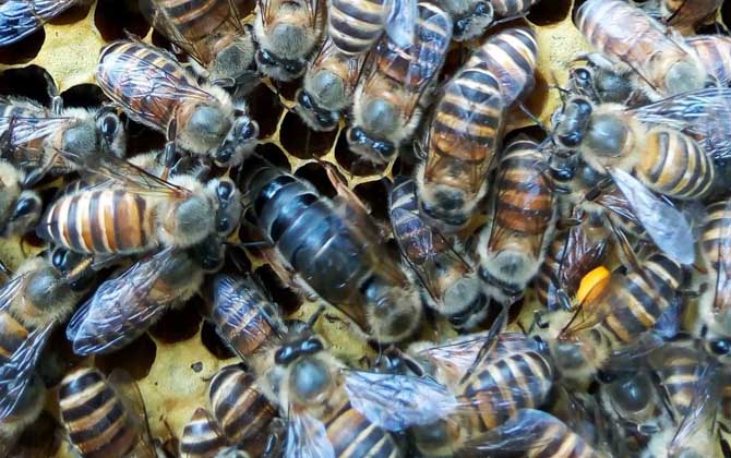 怎樣用自然王臺人工分蜂? 人工分蜂