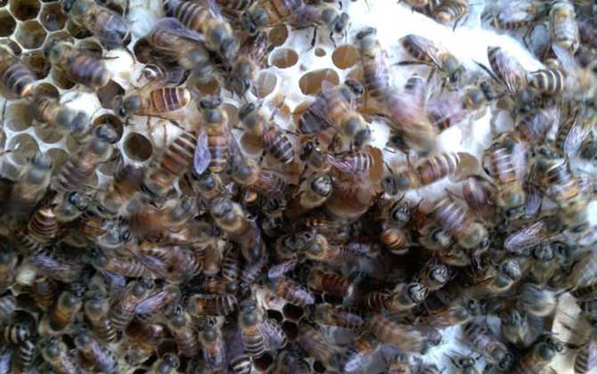 怎樣用自然王臺人工分蜂? 人工分蜂