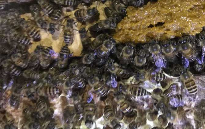 最簡單人工分蜂辦法 人工分蜂