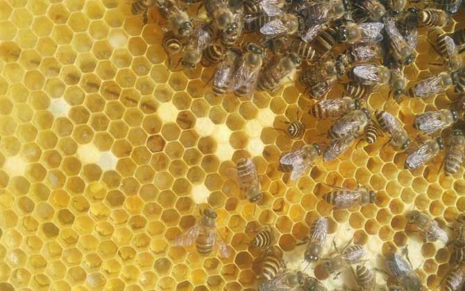 如何利用急造王臺分蜂? 急造王臺