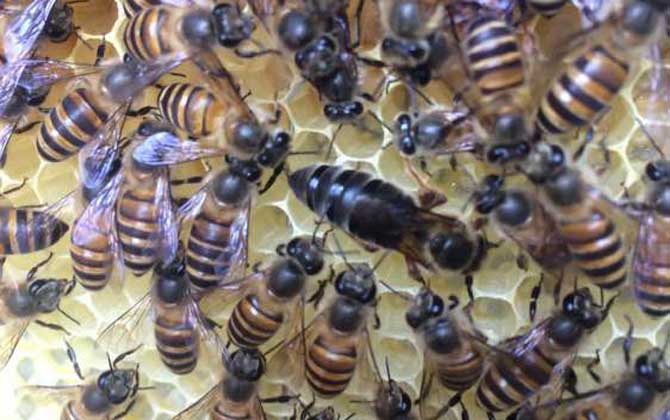 蜂王為什么不產卵? 蜂王