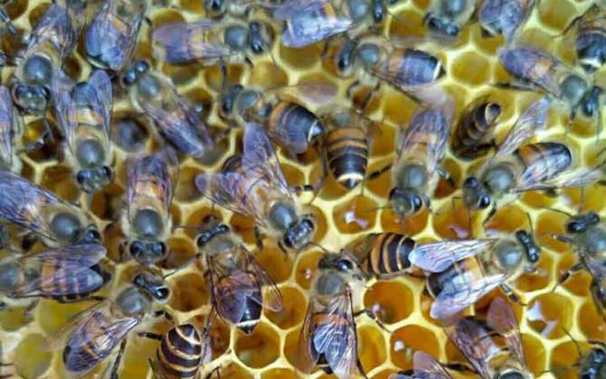 怎么能看出是有盜蜂? 盜蜂