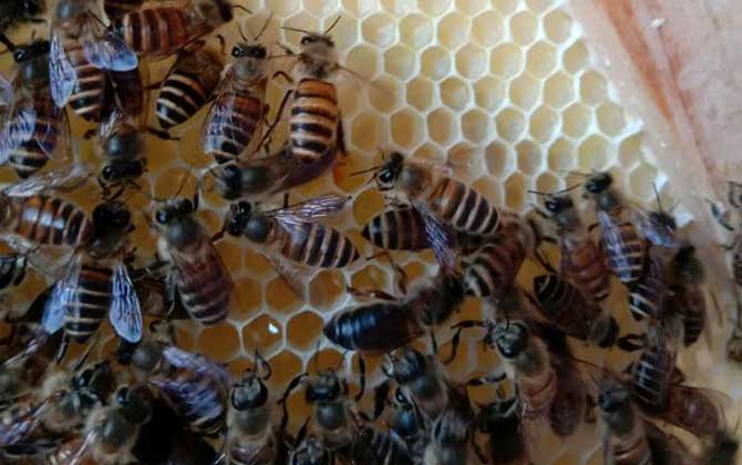 怎么能看出是有盜蜂? 盜蜂